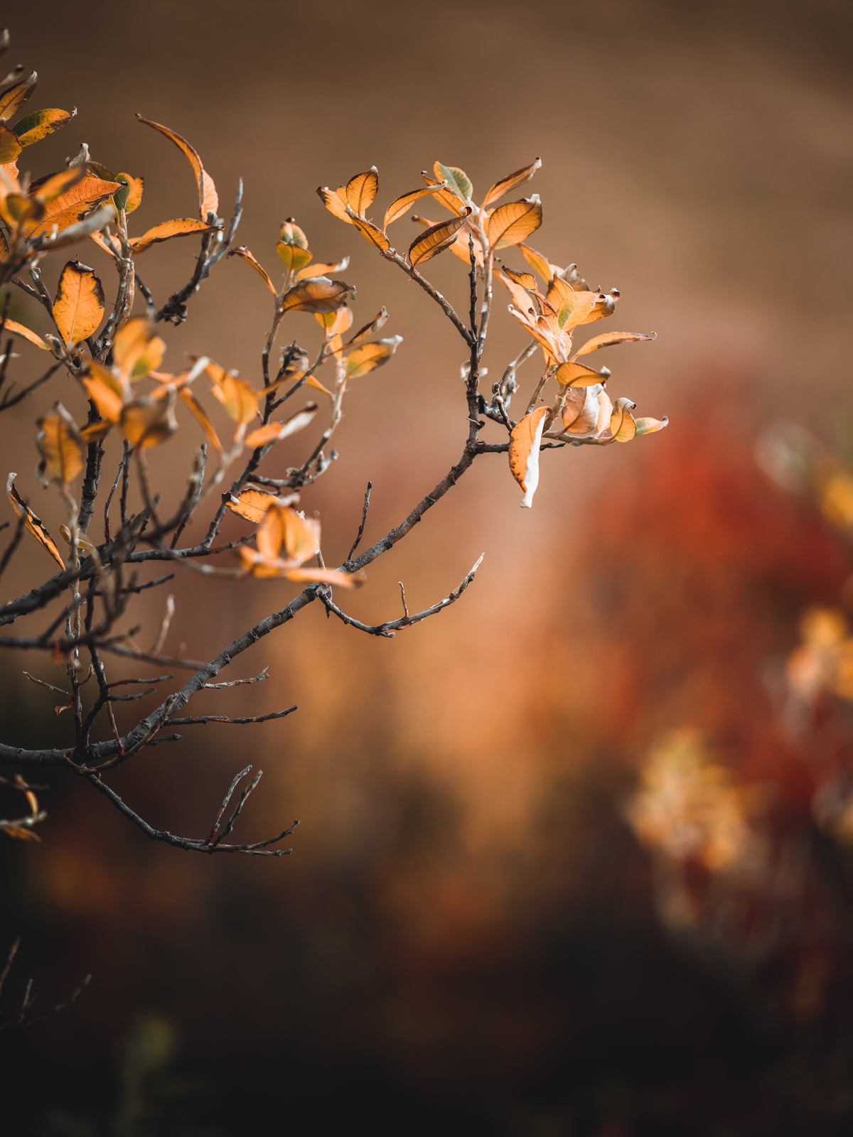 Lightroom Presets: AUTUMN COLLECTION + editing tutorial